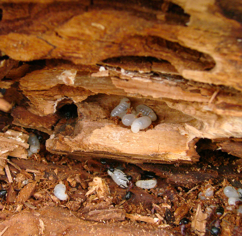 raitement de charpnteà La Rochette (77000) en Seine-et-Marne (77)